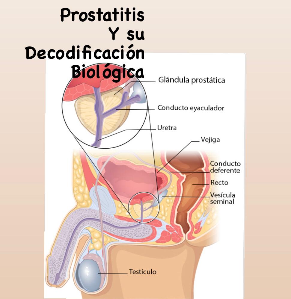 Prostatitis y su Decodificación Biológica